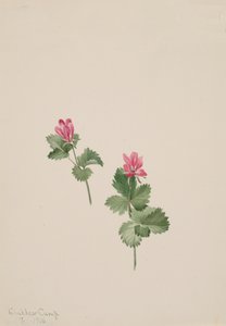 Rubus articus by Mary Vaux Walcott