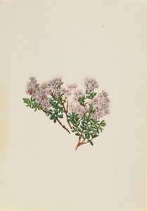 Sand Myrtle