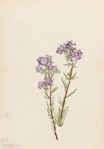 Sand Phacelia