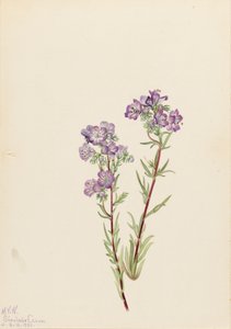 Sand Phacelia Phacelia Linearis