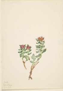 Sanifoiga adscendeus by Mary Vaux Walcott