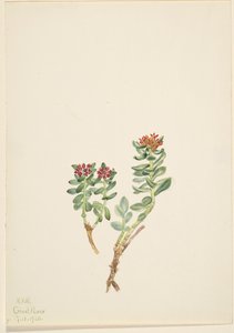 Sanifoiga Adscendeus by Mary Vaux Walcott