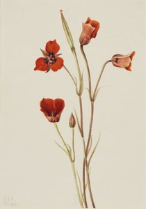 Scarlet Mariposa