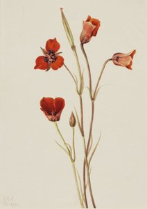 Scarlet Mariposa