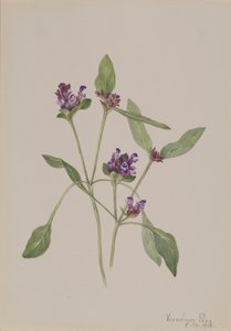 Self-Heal, 1918 by Mary Vaux Walcott