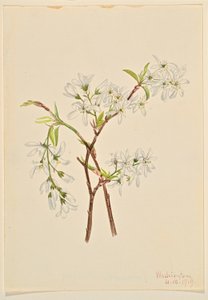 Shadbush (Amelanchier oblongifolia)