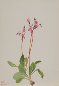 Shooting Star (Dodecatheon hendersonii) by Mary Vaux Walcott