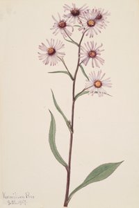 Showy Aster