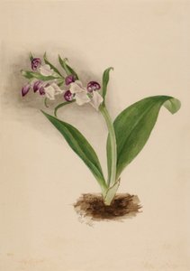 Showy Orchids, 1885 by Mary Vaux Walcott