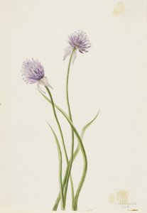Siberian Onion by Mary Vaux Walcott