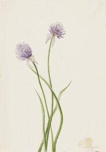 Siberian Onion Allium sibericum, 1903 by Mary Vaux Walcott
