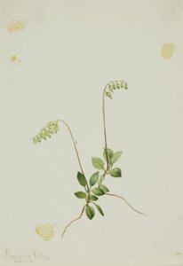 Sidebells Pyrola (Pyrola secunda)