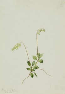 Sidebells Pyrola