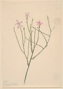 Skeleton Flower by Mary Vaux Walcott