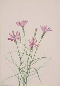 Skeleton Weed Lygodesmia grandiflora, 1931