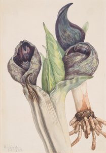 Skunk Cabbage Spathyema Foetida