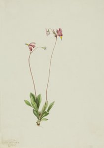 Slender Shootingstar Dodecatheon Pauciflorum
