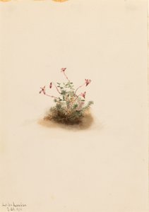 Small Cranberry by Mary Vaux Walcott