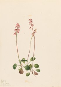 Small Pyrola (Pyrola minor) by Mary Vaux Walcott