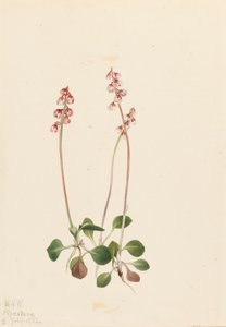 Small Pyrola, 1922 by Mary Vaux Walcott