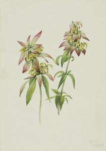 Spotted Bee Balm Monarda punctata, 1919 by Mary Vaux Walcott