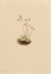 Spotted Saxifrage by Mary Vaux Walcott