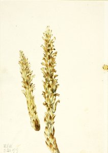 Squawroot Conopholis americana