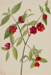 Strawberry Bush-