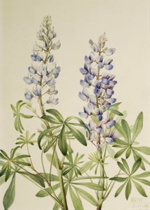 Sun Dial Lupine Lupinus perennis by Mary Vaux Walcott
