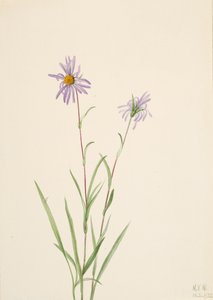 Swamp Aster, 1922 by Mary Vaux Walcott