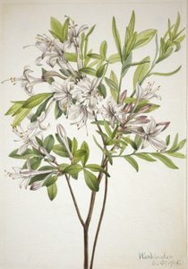 Swamp Azalea Azalea viscosa