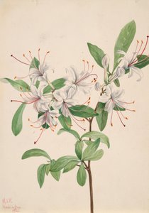 Sweet Azalea