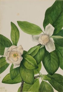 Sweetbay by Mary Vaux Walcott