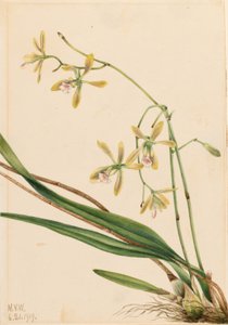 Tampa Epidendrum