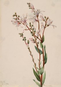 Tarflower Befaria Racemosa