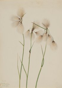 Tassel Cottongrass Eriophorum angustifolium, 1920 by Mary Vaux Walcott