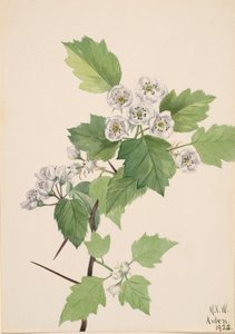 Thicket Hawthorn Crataegus coccinea