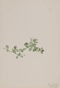 Trailing Houstonia, 1918