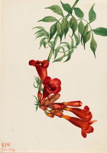 Trumpet Creeper by Mary Vaux Walcott