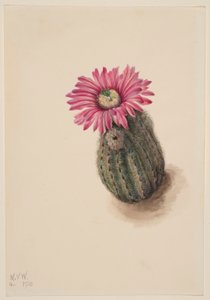 Turkeyhead Cactus by Mary Vaux Walcott