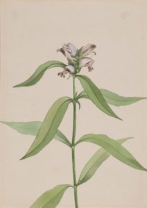 Turtlehead (Chelone glabra) by Mary Vaux Walcott