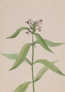 Turtlehead Chelone Glabra by Mary Vaux Walcott