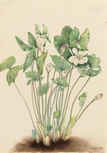 Twinleaf by Mary Vaux Walcott