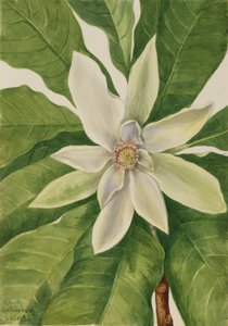 Umbrella Tree Magnolia Tripetala