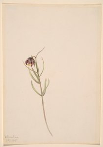 Untitled--Flower Study by Mary Vaux Walcott