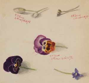 Untitled--Flower Study, 1873 by Mary Vaux Walcott