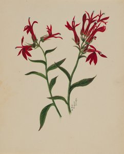 Untitled--Flower Study