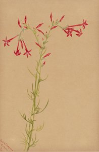 Untitled--Flower Study