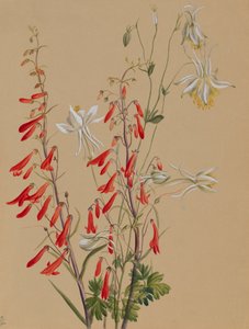 Untitled--Flower Study