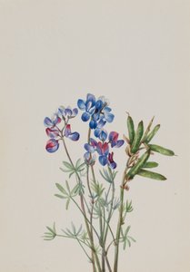 Untitled--Flower Study by Mary Vaux Walcott
